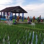Babinsa Tangkil dan PPL Mendampingi Petani Semprot Serentak Tanaman Padi untuk Cegah Serangan Hama
