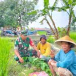 Komsos Babinsa Teras Bersama Petani Desa Kopen Terjalin Erat
